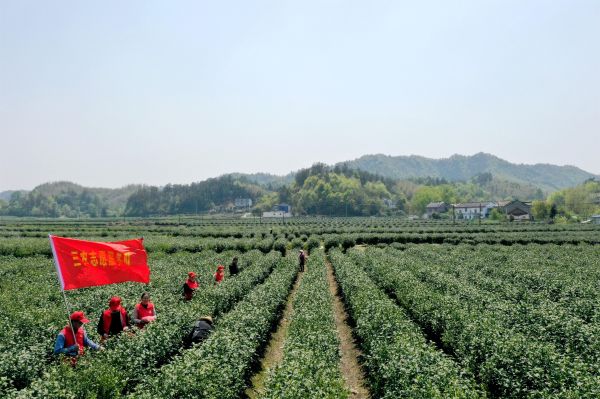 2021年4月9日，霍山县志愿服务总队三农志愿服务队走进与儿街镇指导茶农采茶，讲解种植技术.jpg